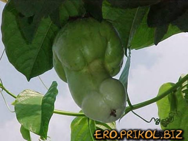 ����� ������� � �������� � ����������� ��������